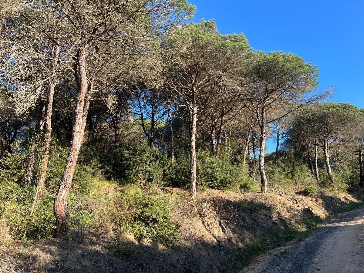 Bosc dens amb camí forestal a Blanes abans de la intervenció