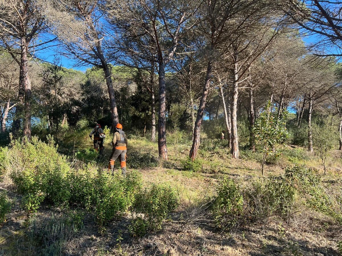 Operaris forestals treballant en bosc dens a urbanització de Blanes