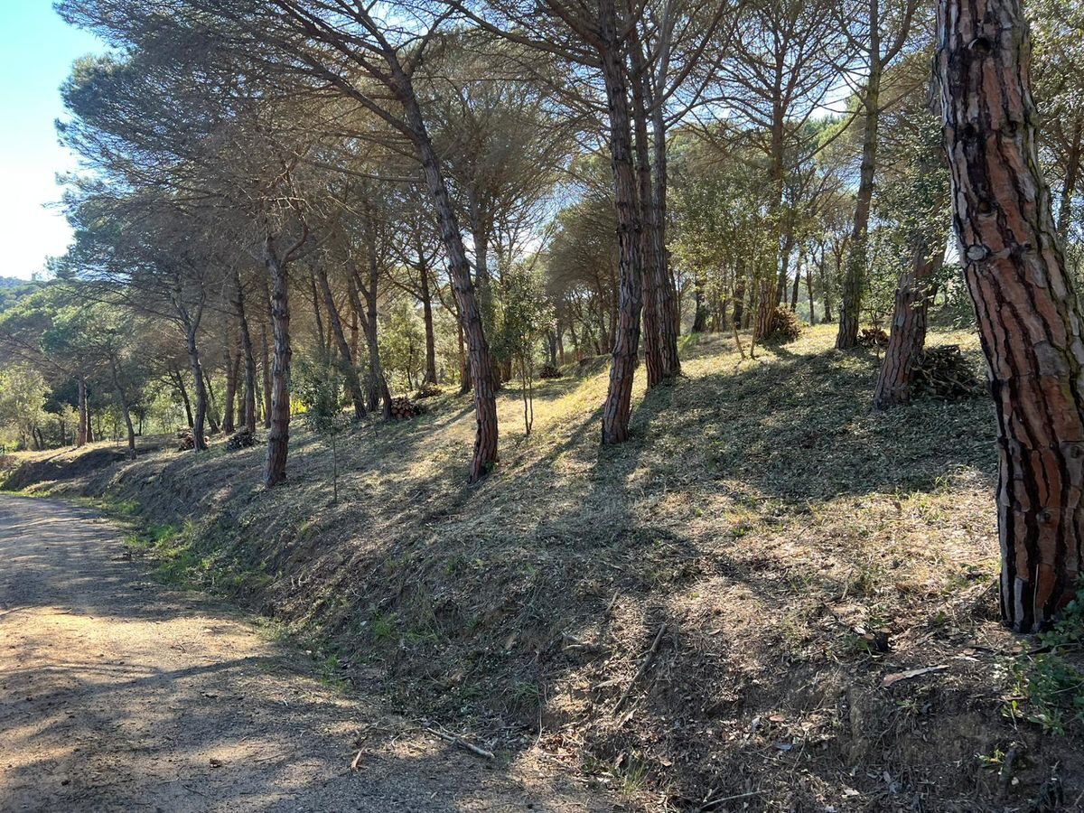 Camí forestal net després del desbrossament a Blanes