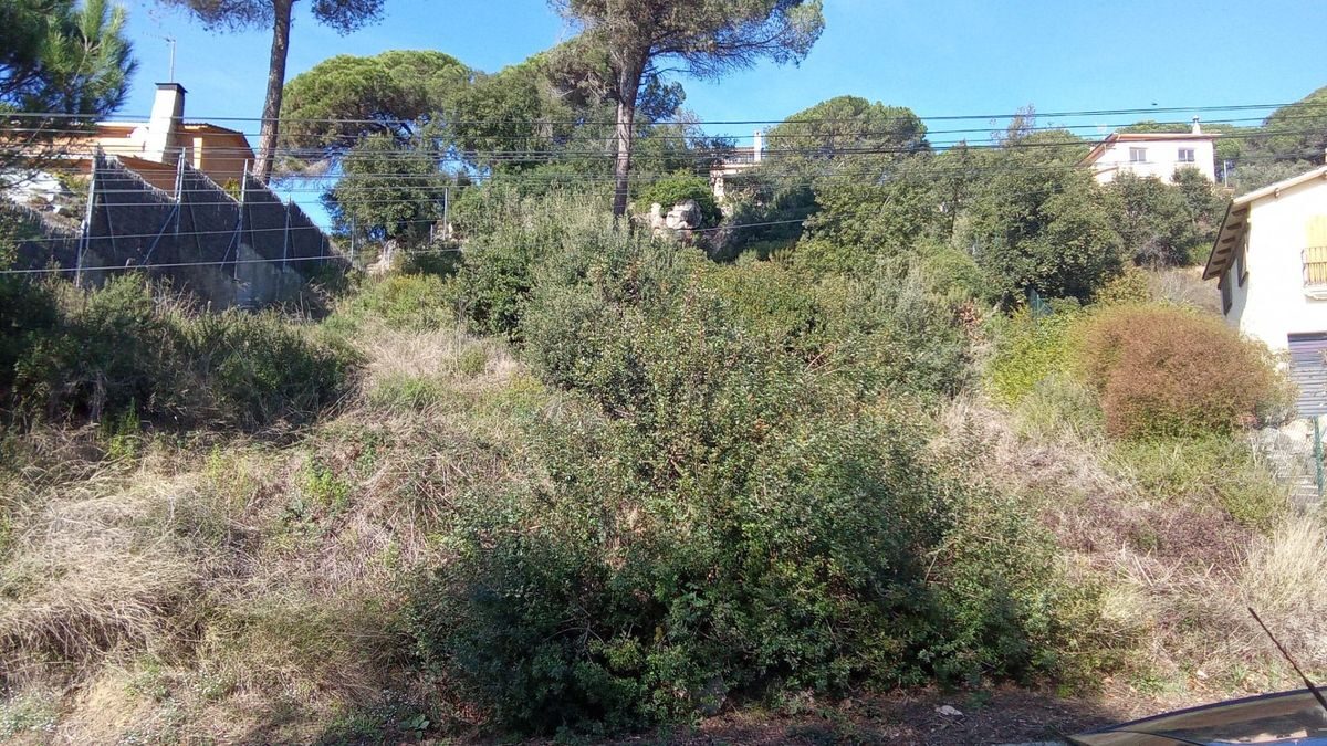 Parcel·la amb vegetació densa i matolls sense manteniment a Dosrius abans del desbrossament