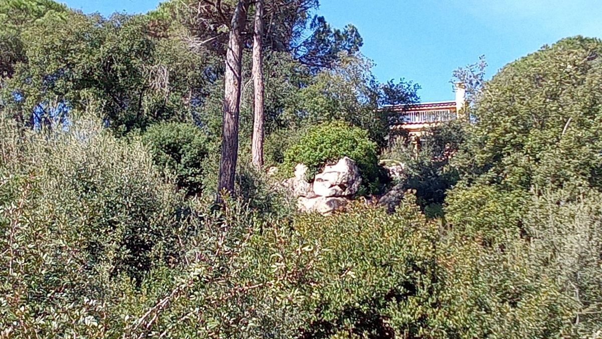 Terreny amb arbres i matolls densos a Dosrius abans dels treballs forestals