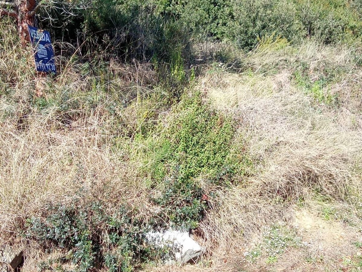 Terreny sense manteniment amb herba alta i matolls a Dosrius abans de la neteja
