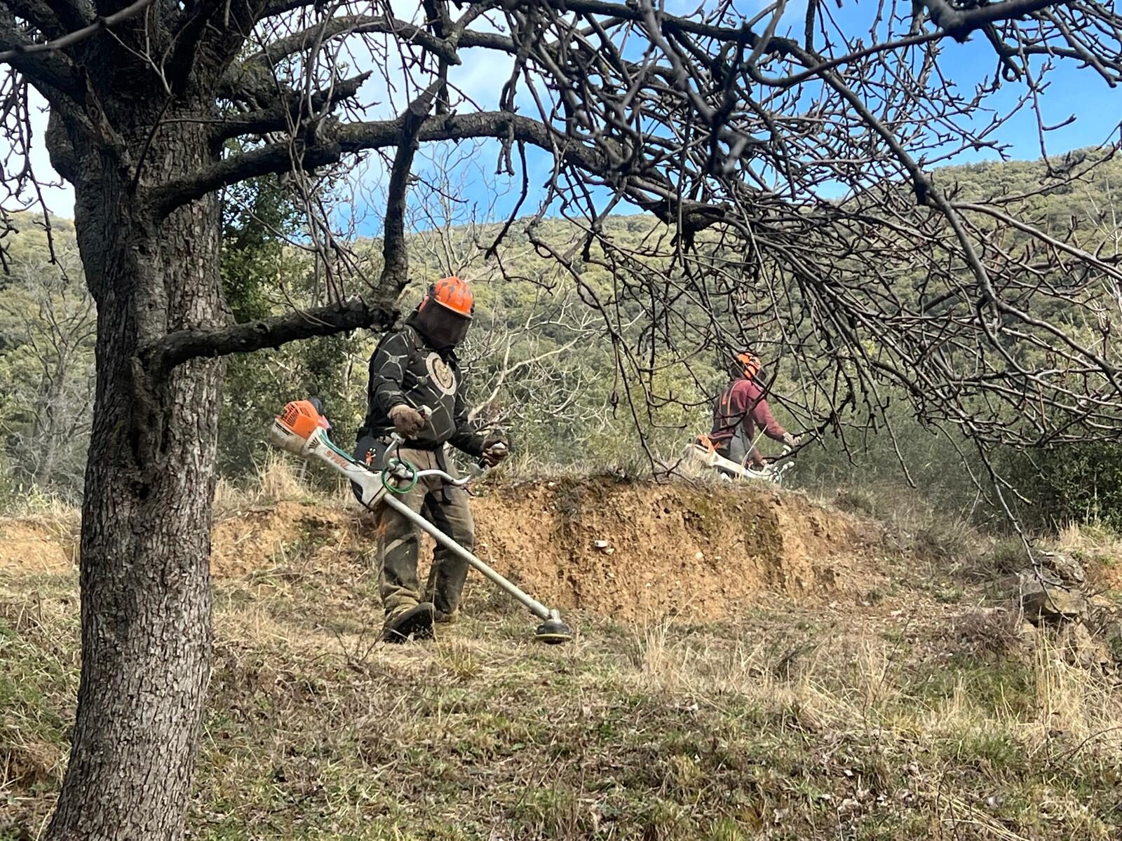 Equip de dos operaris fent desbrossament al Montseny amb desbrossadores professionals i casc de protecció