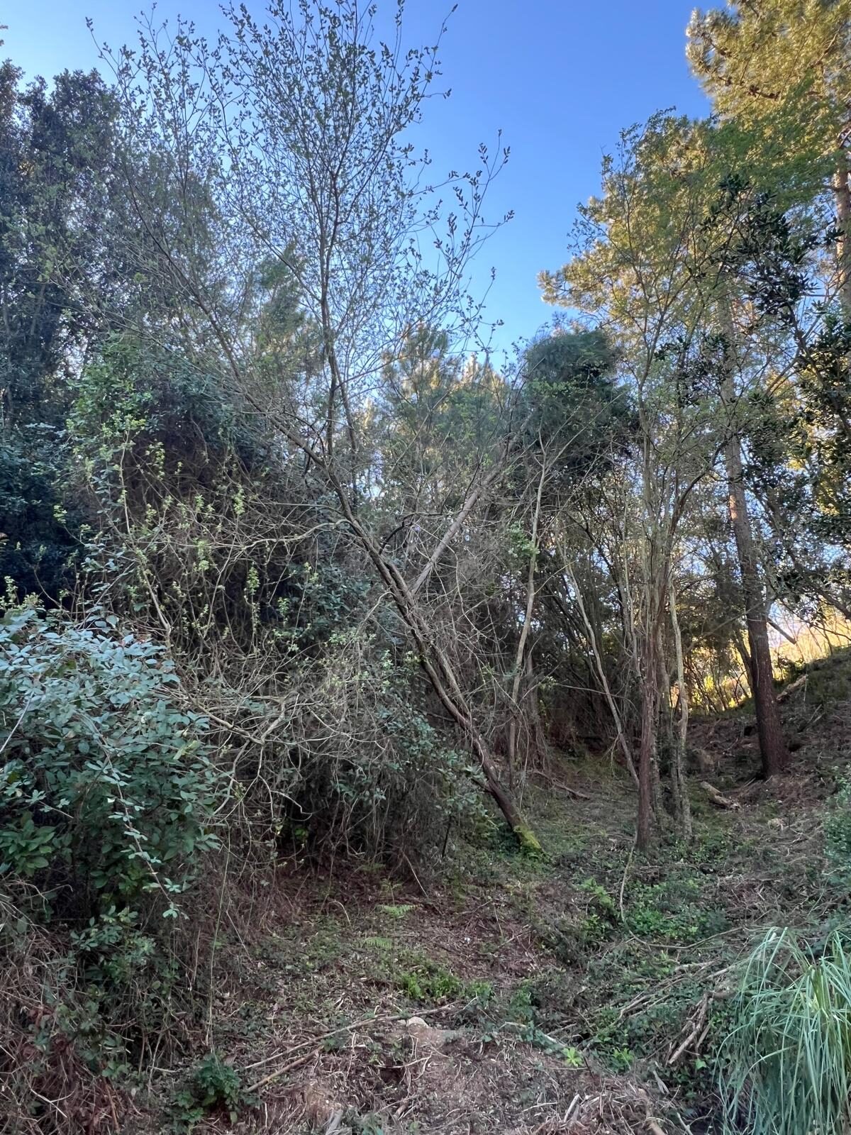 Parcel·la amb vegetació densa i sotabosc de bruc i alzines abans del desbrossament a Lloret de Mar