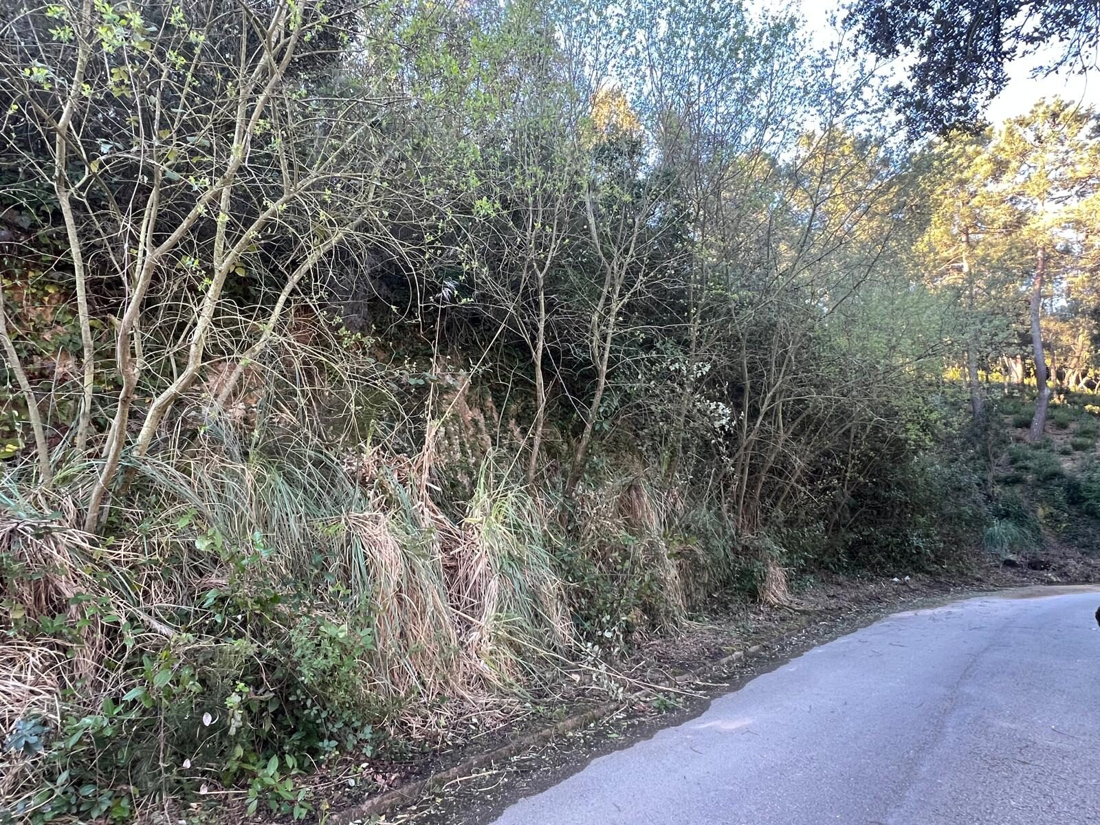Finca abandonada amb matoll i arbres sense manteniment a Lloret de Mar abans de la neteja