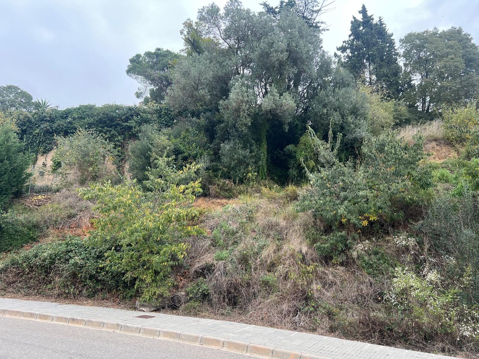 Parcel·la amb vegetació densa, arbustos i matoll mediterrani abans del desbrossament a urbanització de Maçanet de la Selva