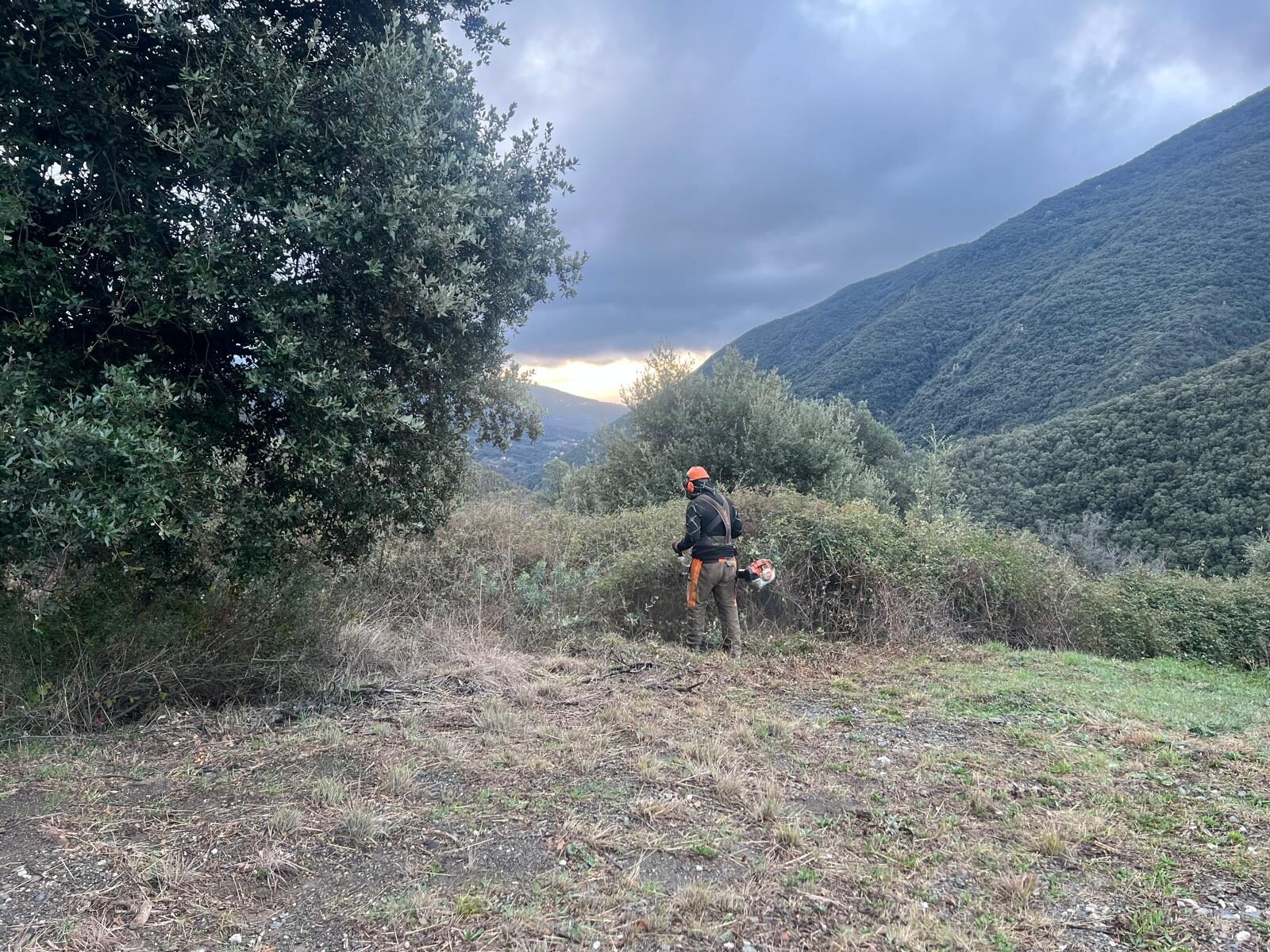 Neteja de parcela al Montseny amb vistes al massís, operari amb desbrossadora professional