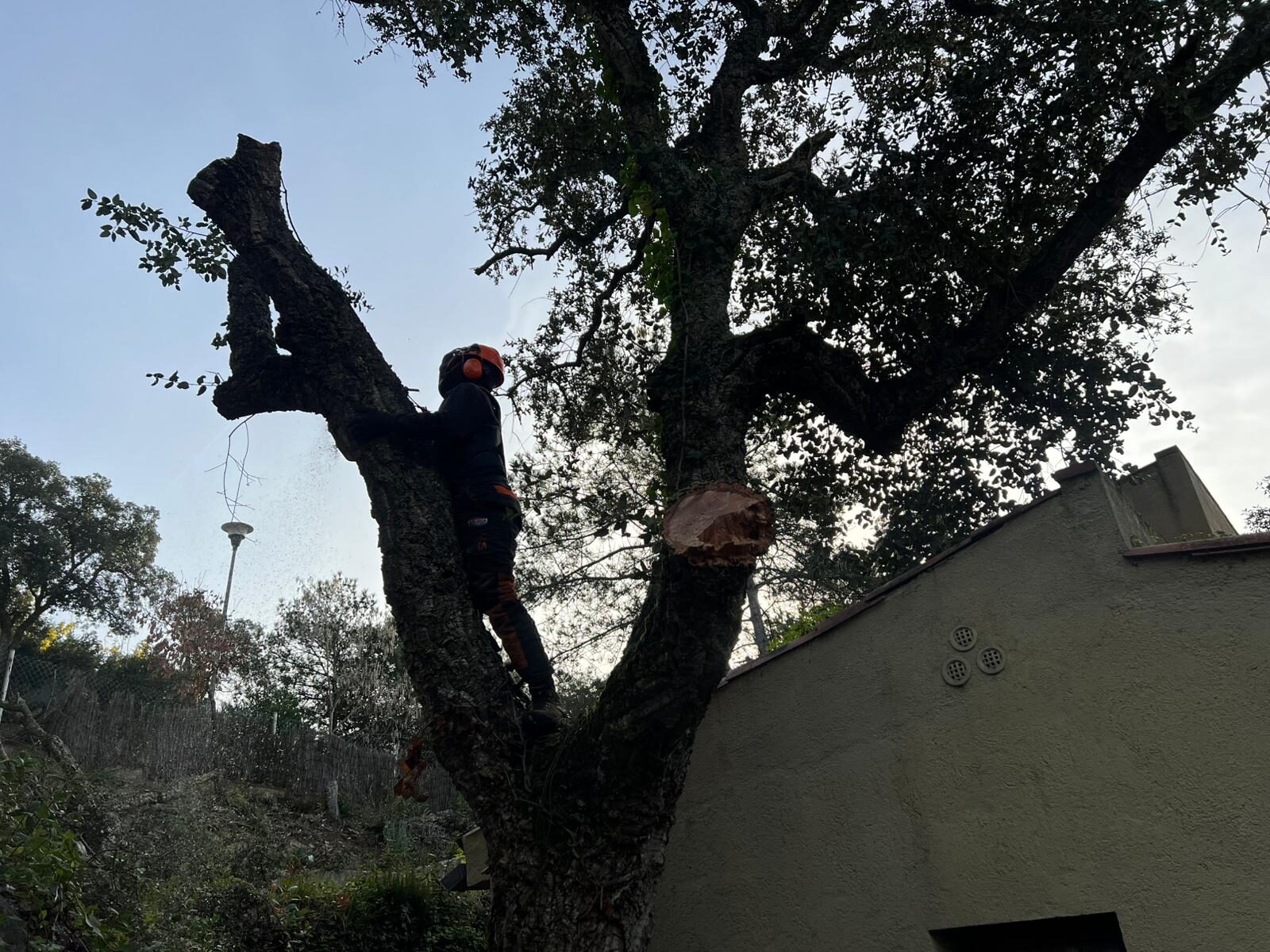 Tala de árboles y limpieza de parcelas en Vidreres