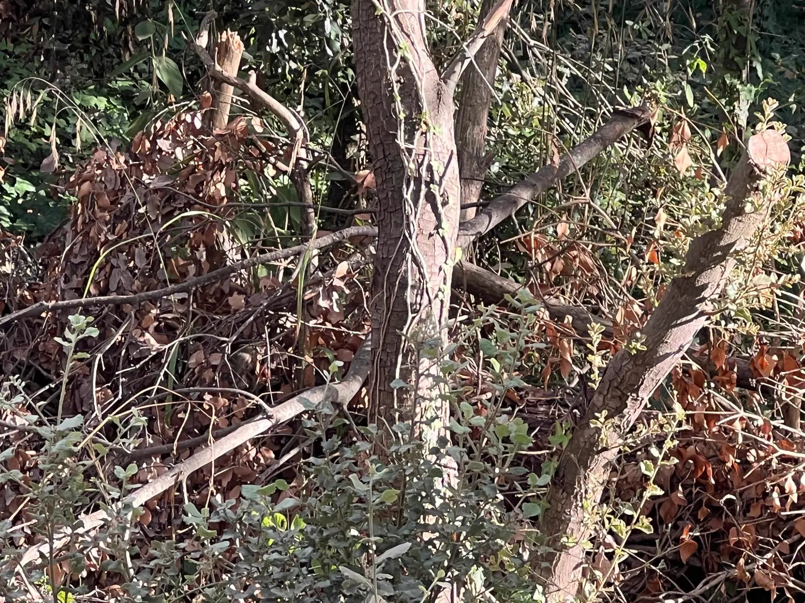 Branques tallades i restes llenyoses entre arbres i sotabosc a Moià