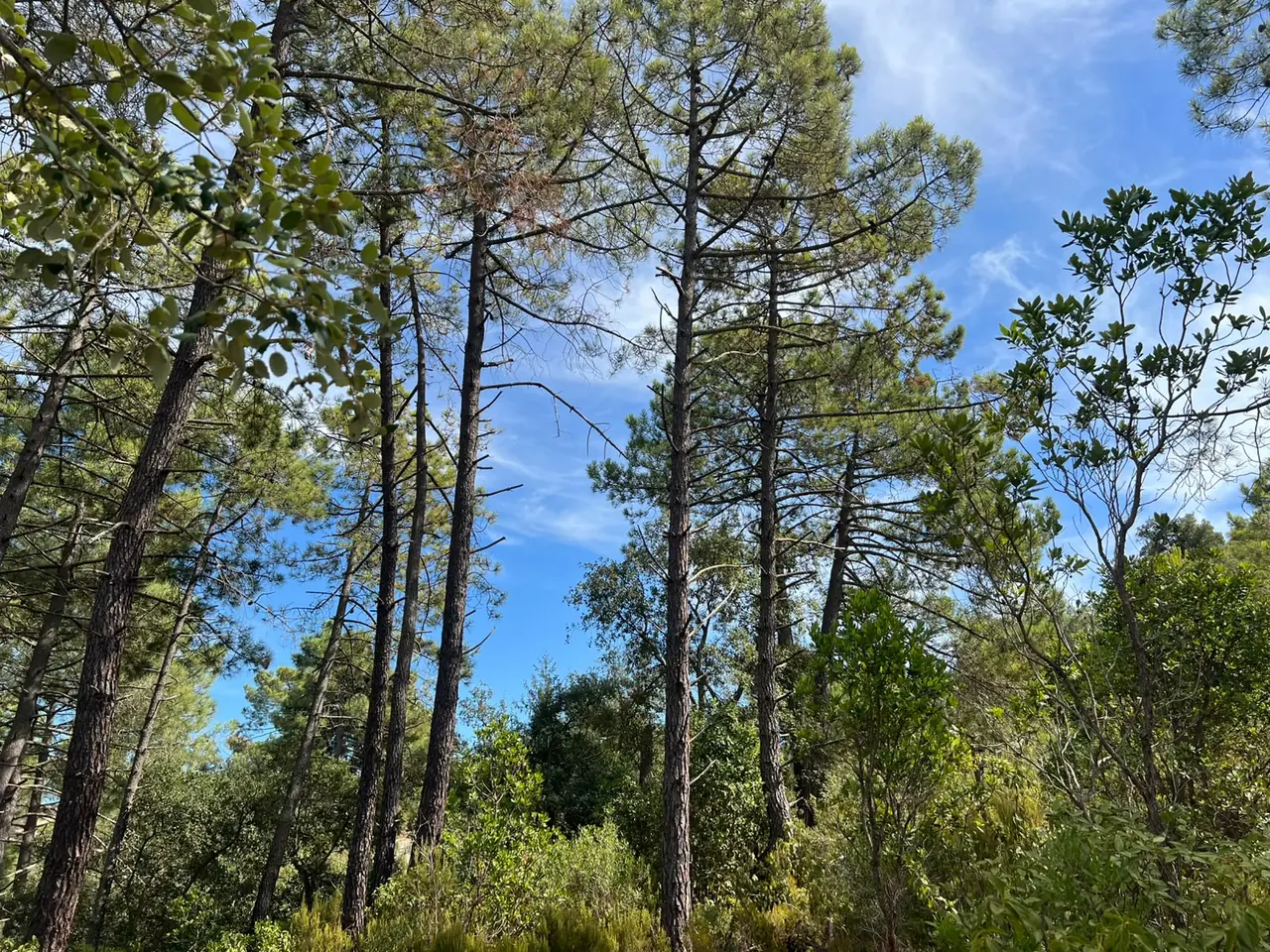 Pins de la finca de Lloret de Mar vistos des de sota