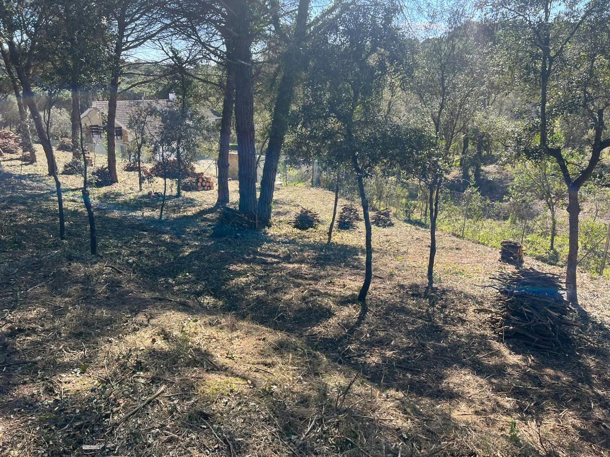 Desbroce intensivo y limpieza de bosque en Blanes