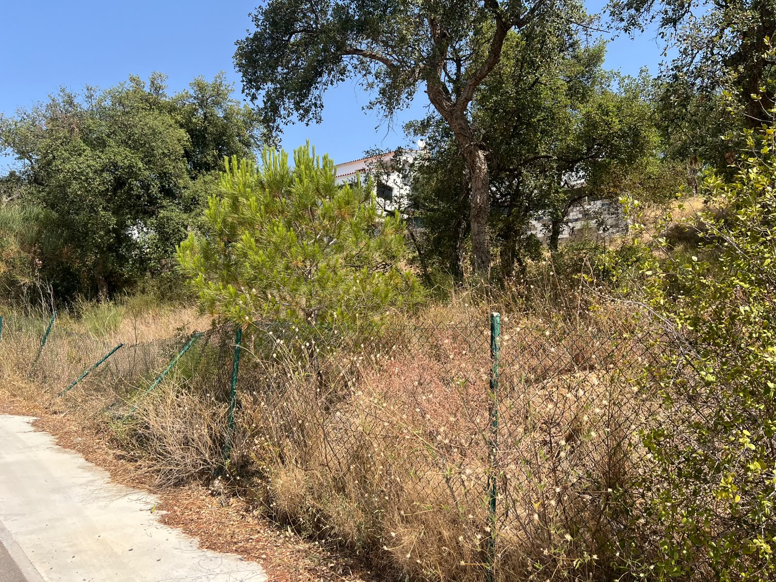 Accés a parcel·la de Calonge amb vegetació descontrolada al costat del vial