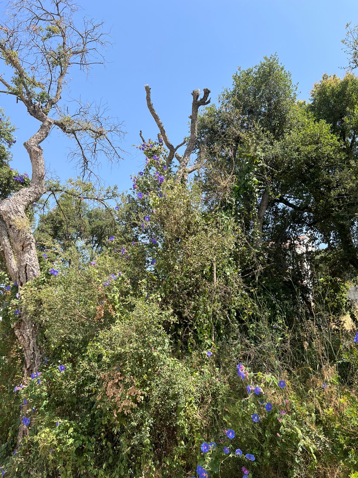 Alzines i sureres amb vegetació seca acumulada abans de la neteja forestal a Calonge