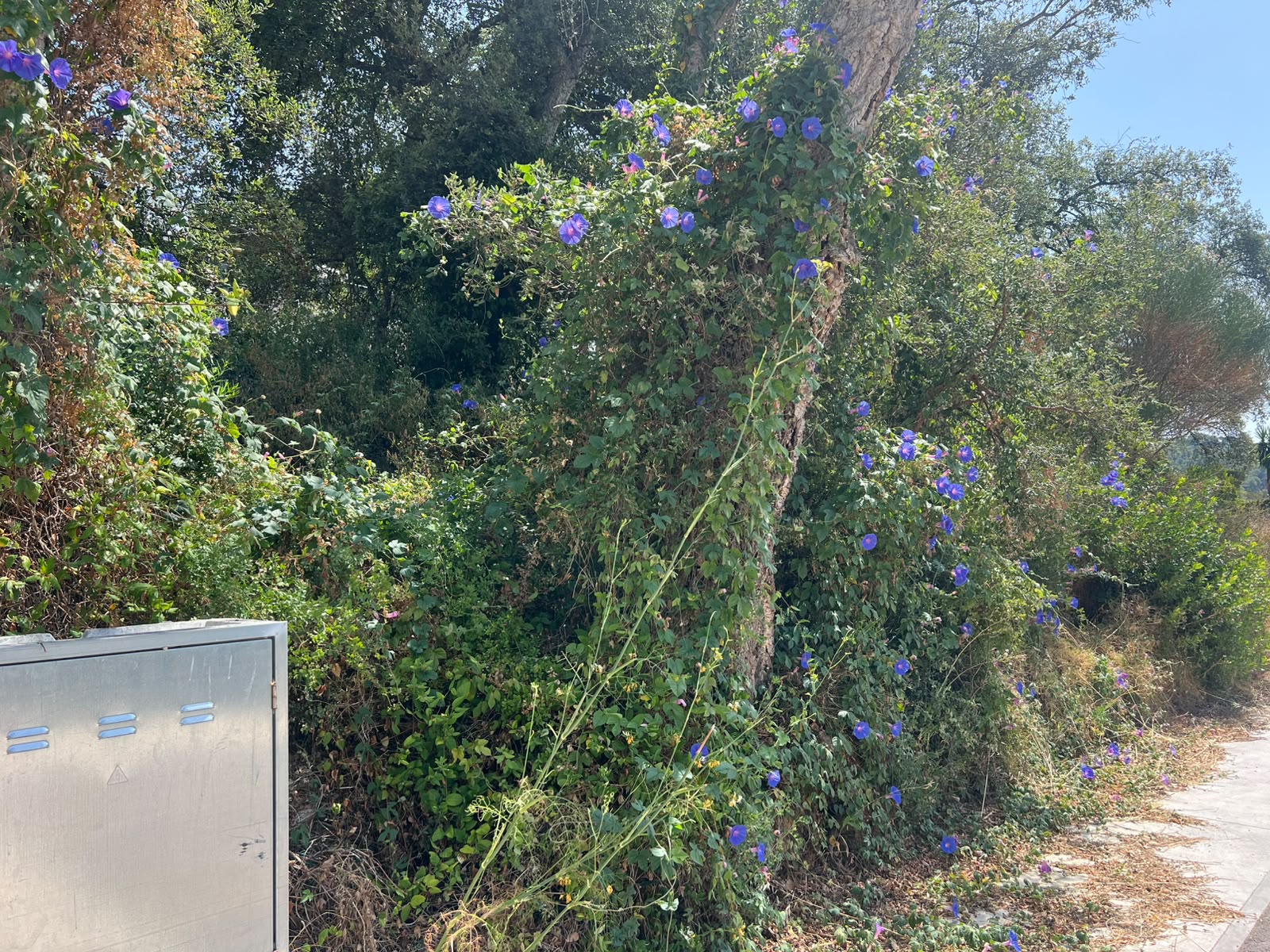 Sureres cobertes de campanetes blaves i heura abans del desbrossament a Calonge