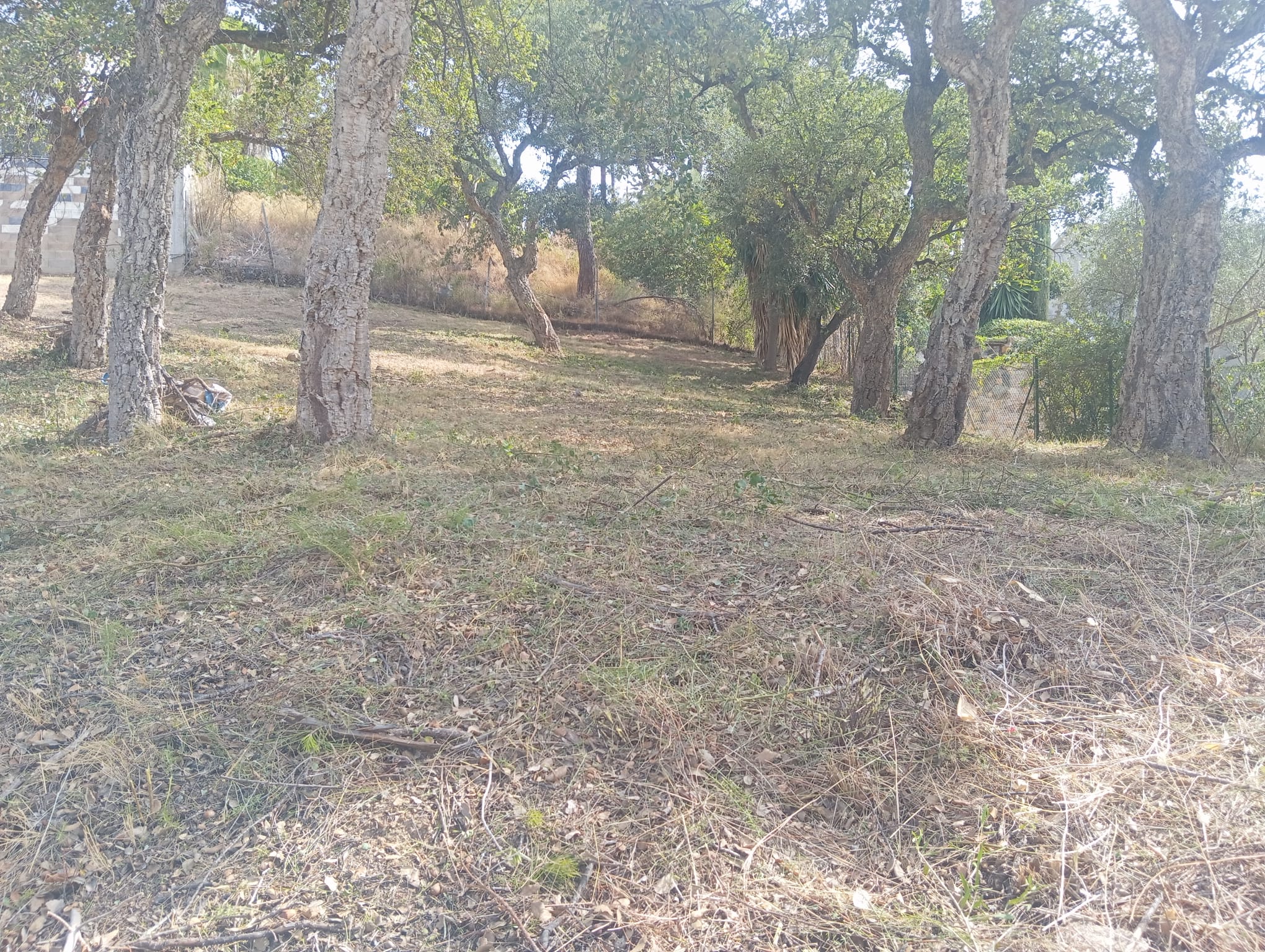 Arbrat de la parcel·la net amb el sotabosc eliminat després del desbrossament a Calonge