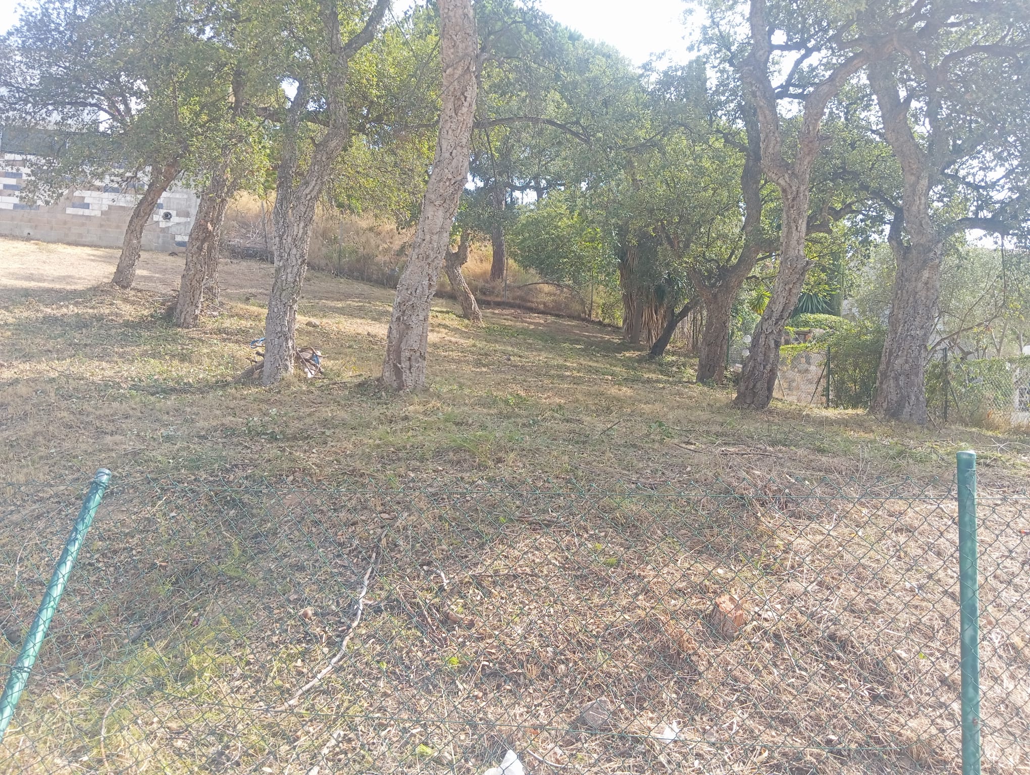 Sureres preservades i terreny completament net després de la neteja forestal a Calonge