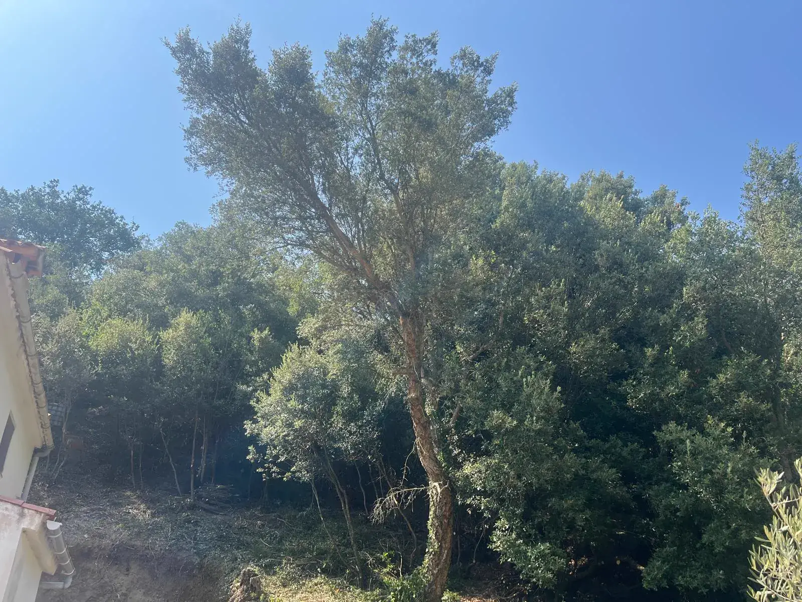 Trabajos de limpieza de parcela en la urbanización Can Carbonell, Girona