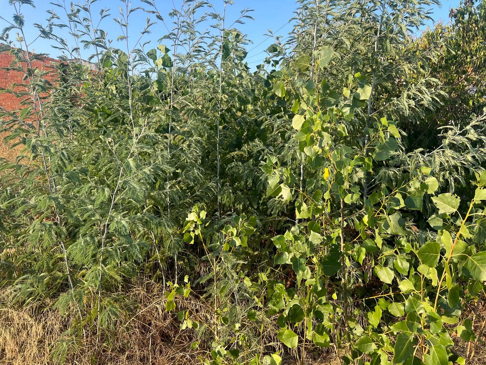 Parcel·la urbana a Breda amb vegetació densa i arbrat jove abans del desbrossament