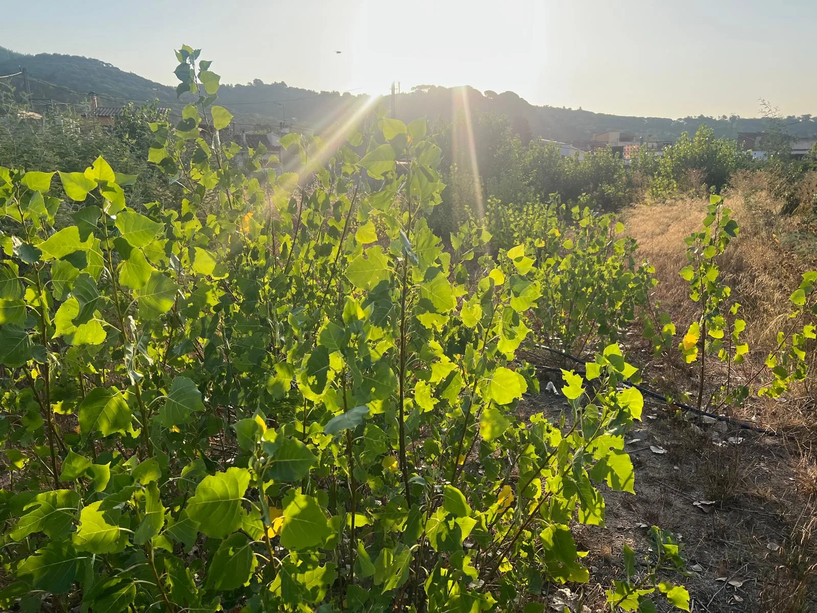 Rebrot de pollancres i vegetació alta en un solar de Breda (La Selva)