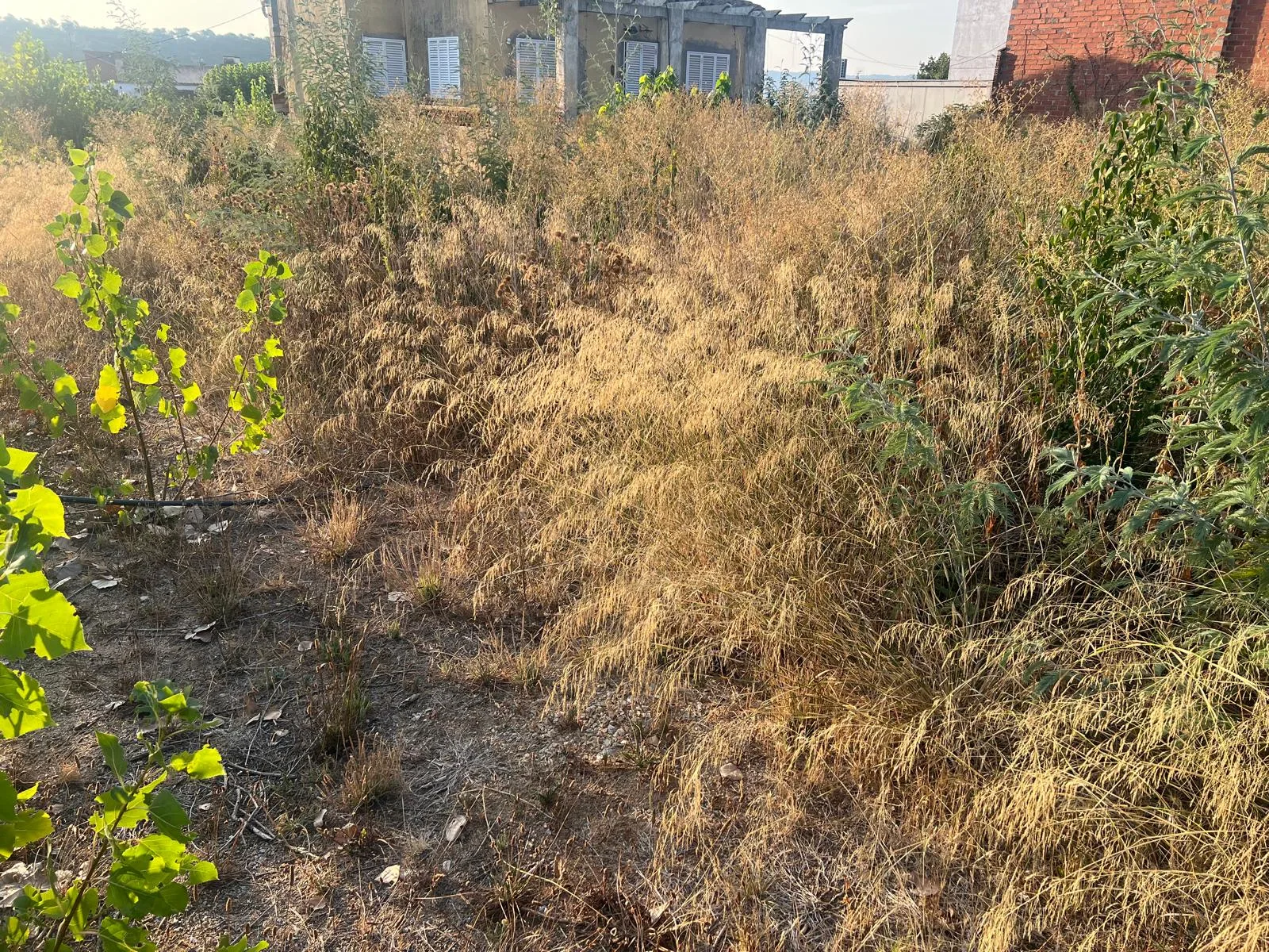 Herba seca acumulada en una parcel·la urbana de Breda, amb risc d'incendi