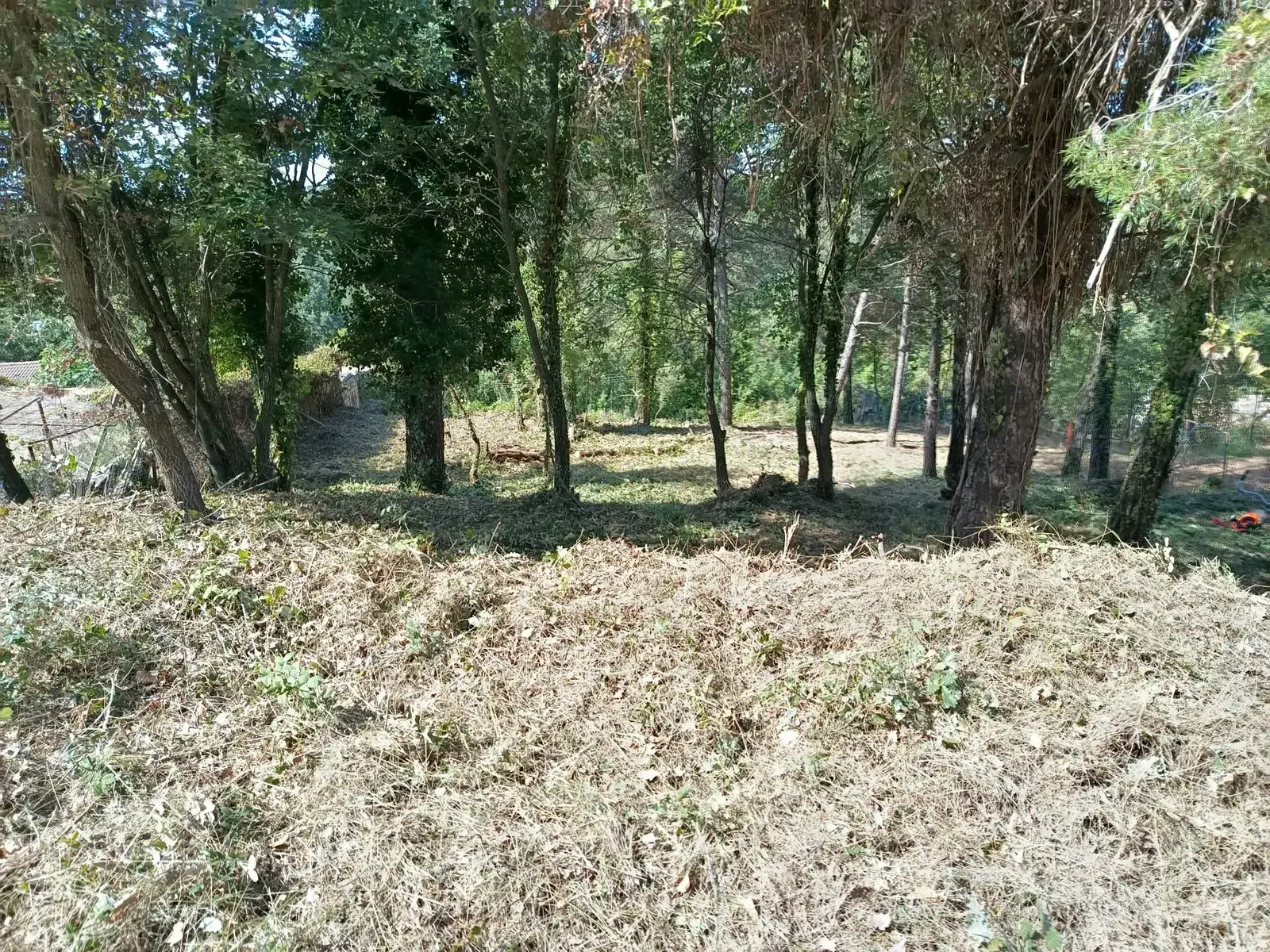 Zona interior d'una parcel·la de Moià desbrossada i oberta entre els arbres