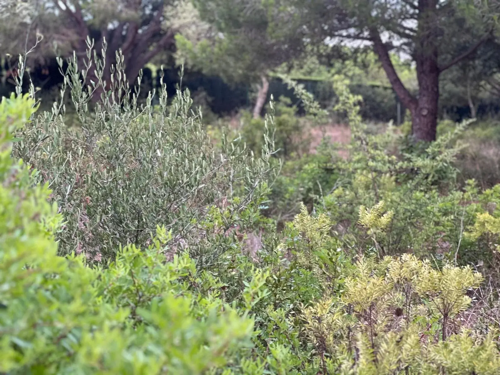 Sotobosque denso con zarzas y matorral en una finca de Sant Joan de Palamós antes de desbrozar