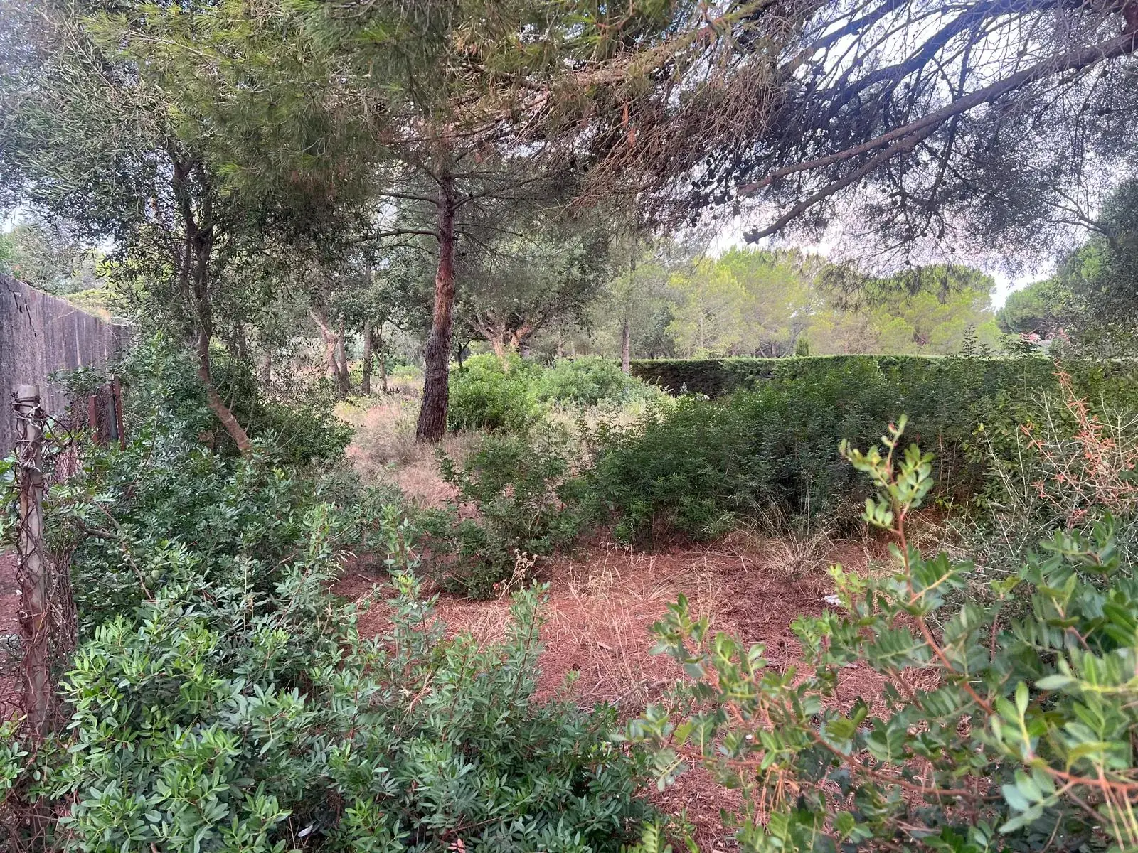Linde de una finca en Sant Joan de Palamós con matorral denso acumulado antes del desbroce