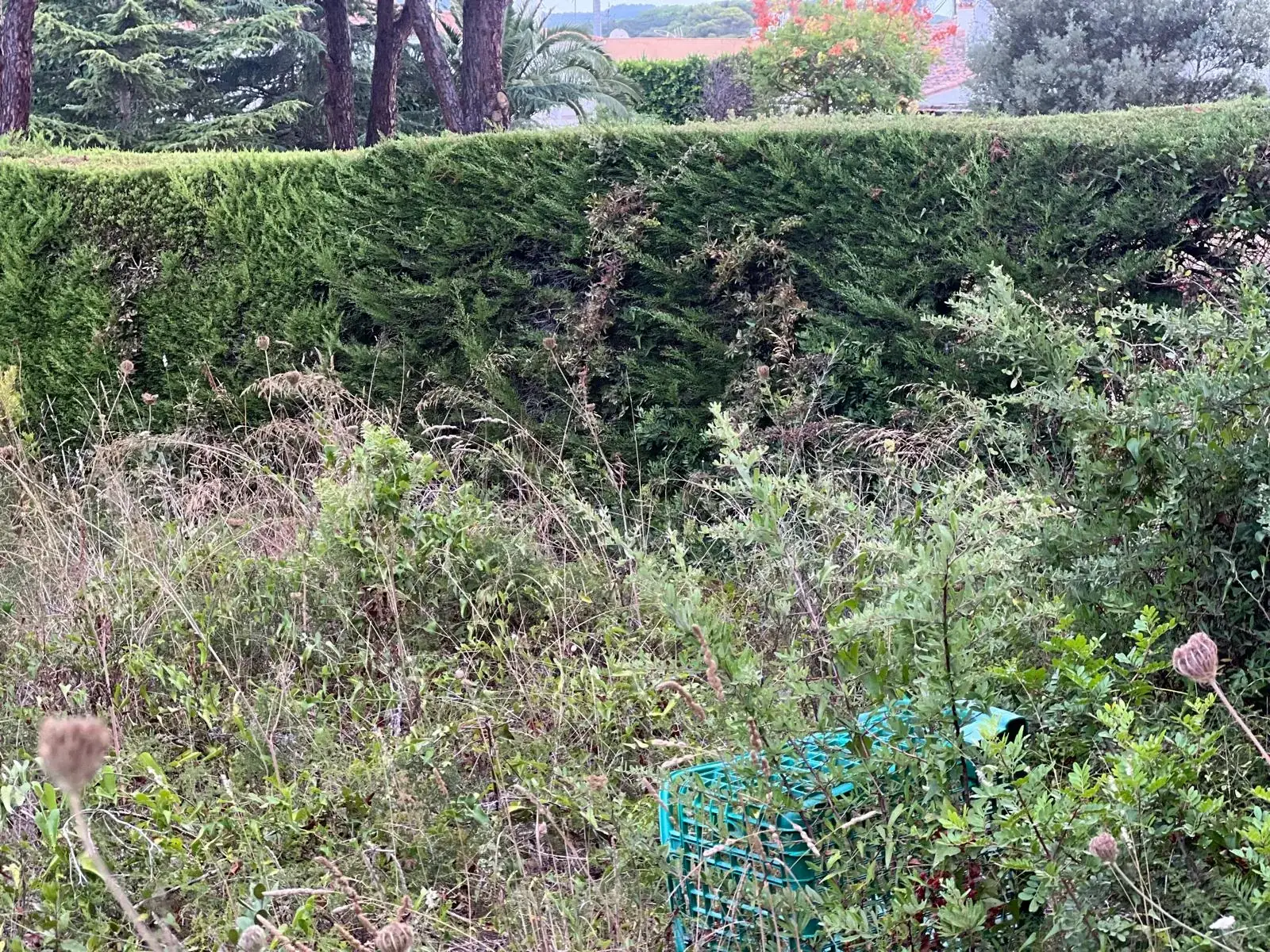 Perímetro de una parcela en Palamós invadido por matorral y vegetación espontánea antes de la limpieza