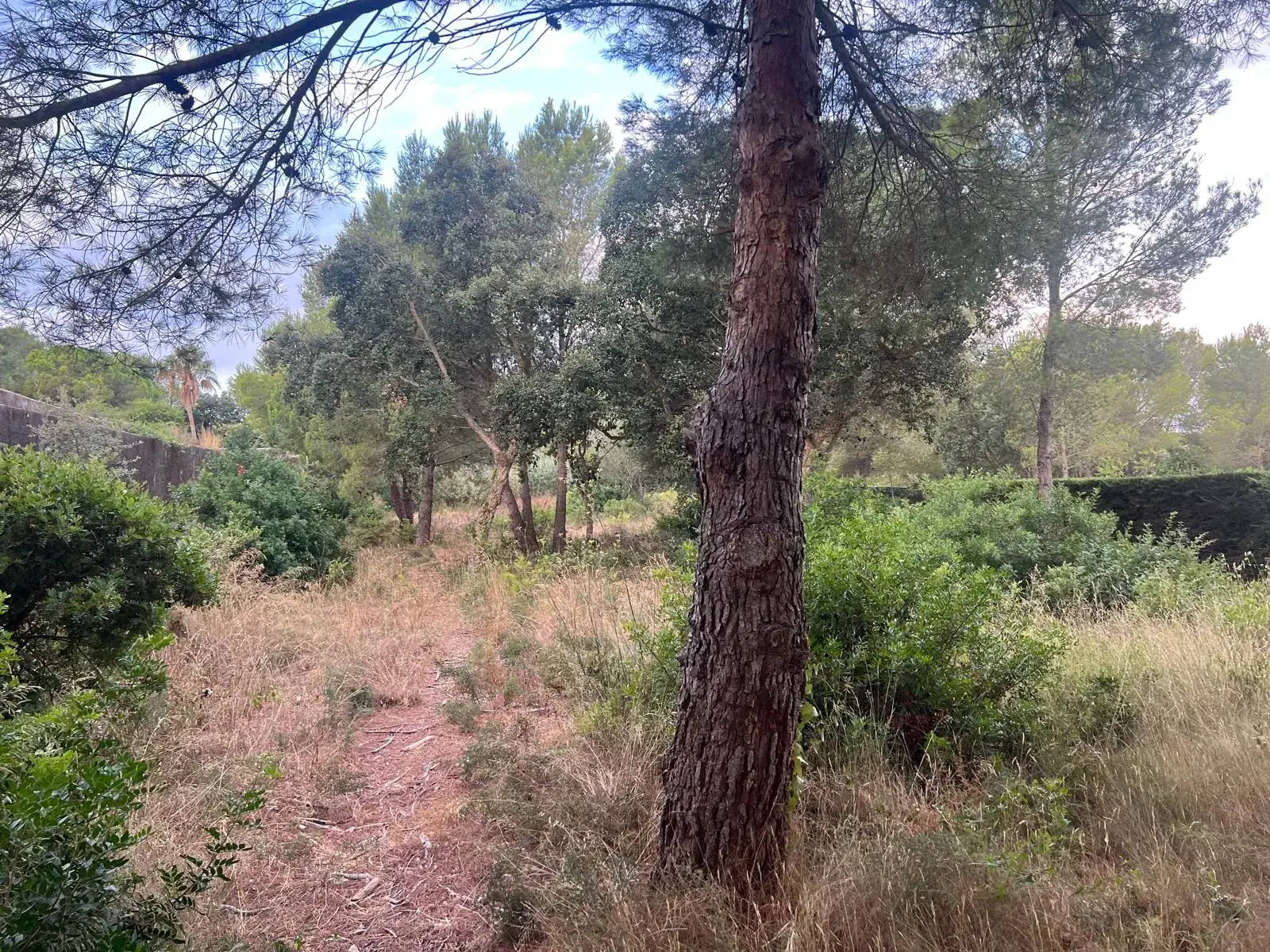 Parcela de Sant Joan de Palamós con hierba alta y vegetación entre los pinos antes del desbroce