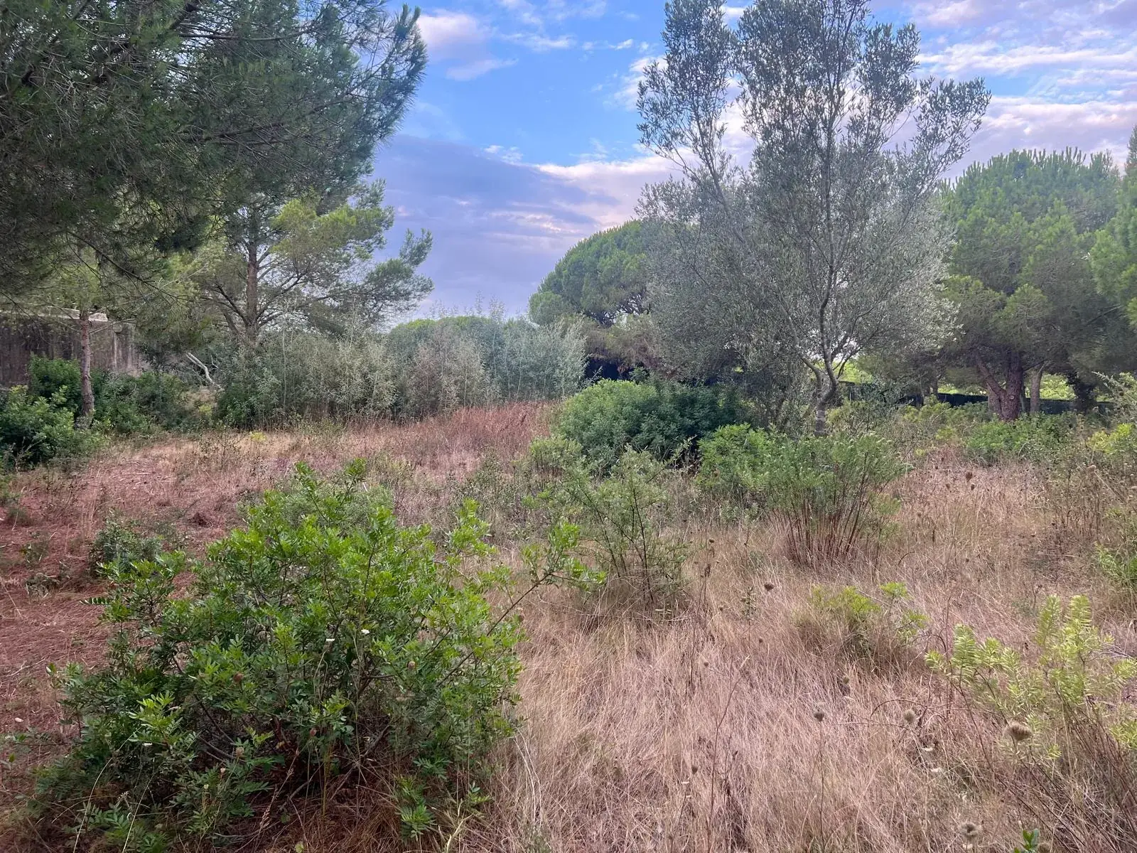 Vista general de una parcela de Palamós con hierba seca y matorral antes de los trabajos de limpieza