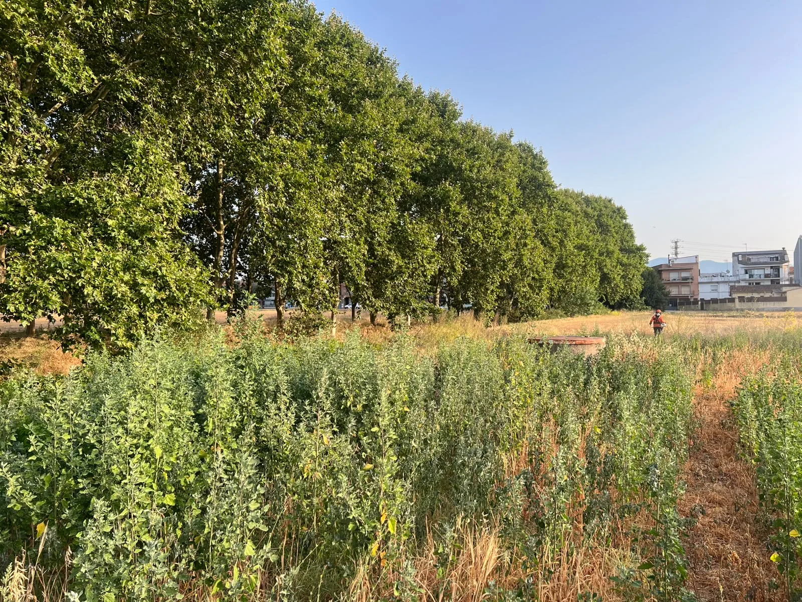 Parcela con vegetación densa en Cardedeu antes del desbroce · Julio 2026 · Cardedeu (Vallès Oriental)