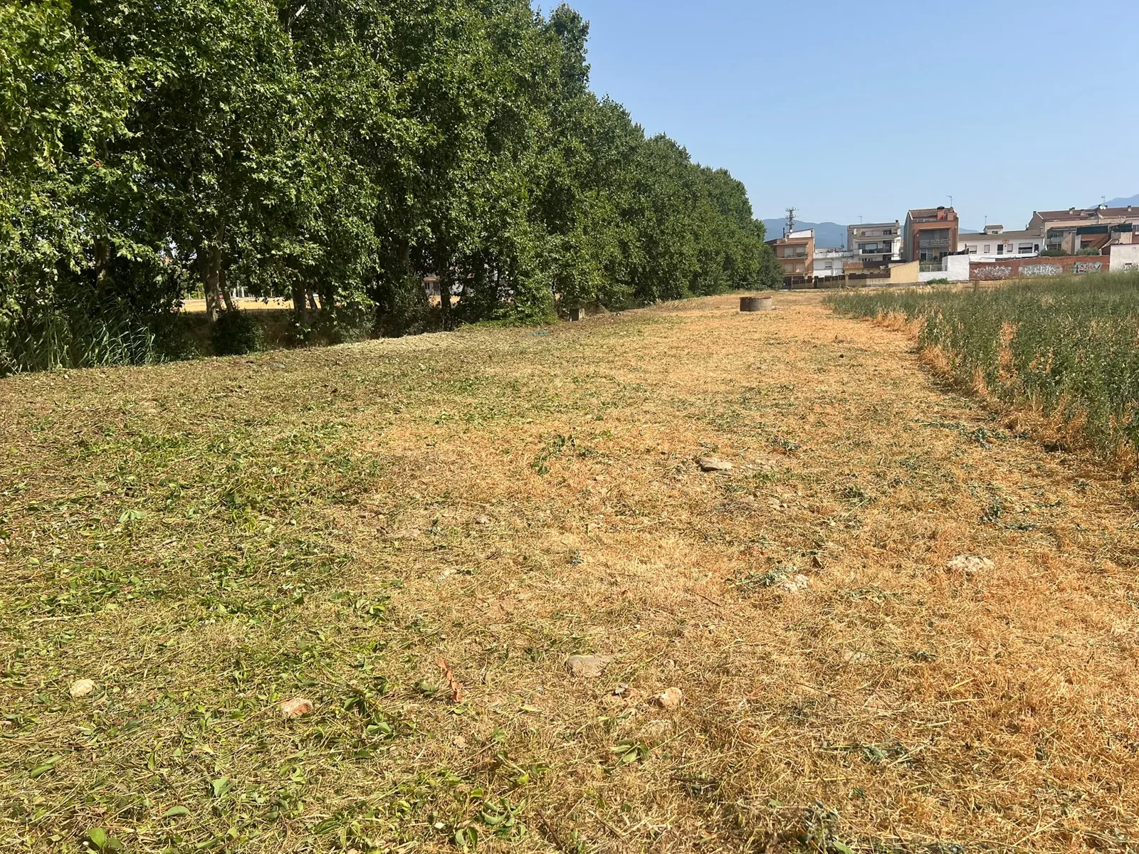 Terreno limpio y accesible después del desbroce en Cardedeu · Julio 2026 · Cardedeu (Vallès Oriental)