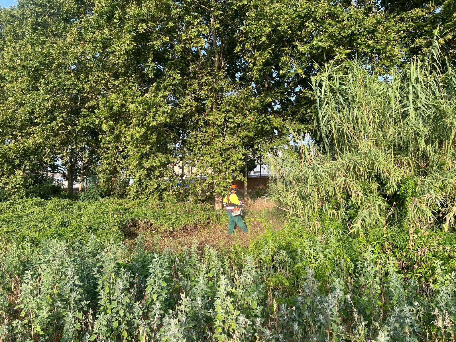 Operario desbrozando vegetación densa en una parcela de Cardedeu · Julio 2026 · Cardedeu (Vallès Oriental)