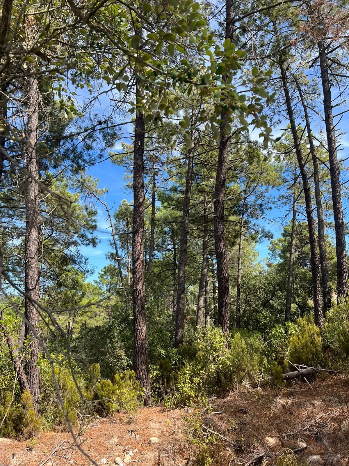 Vegetació i arbrat de la finca de Lloret–Aiguaviva abans de l'actuació