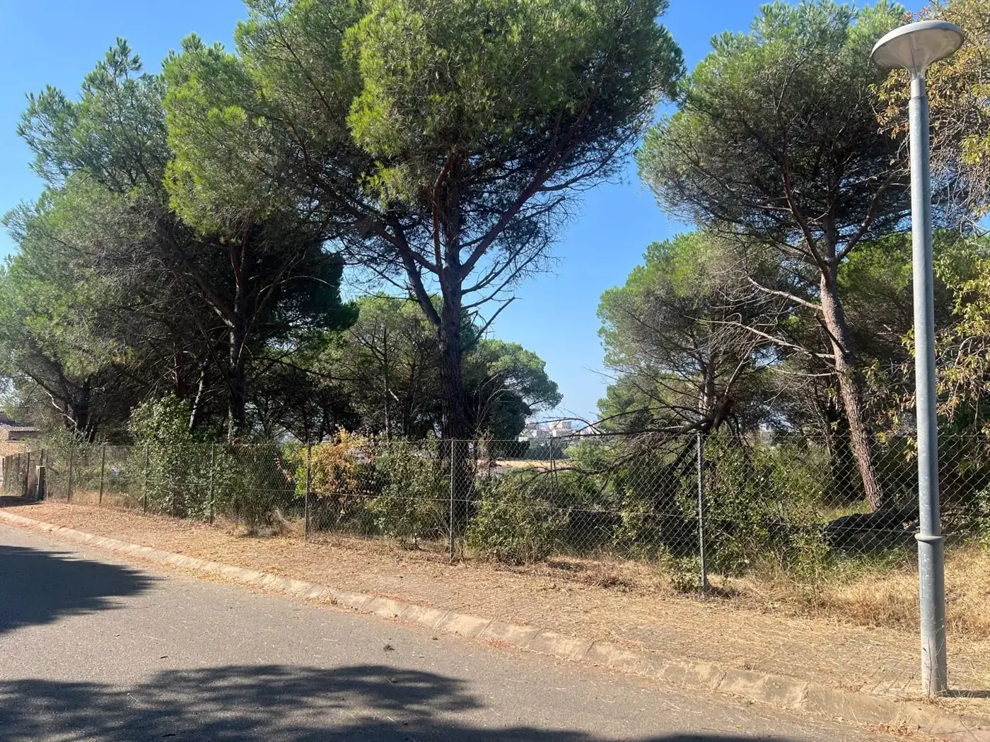 Antes del desbroce: parcela en Sant Antoni de Calonge con hierba seca, matorral y pinos en el perímetro del vallado