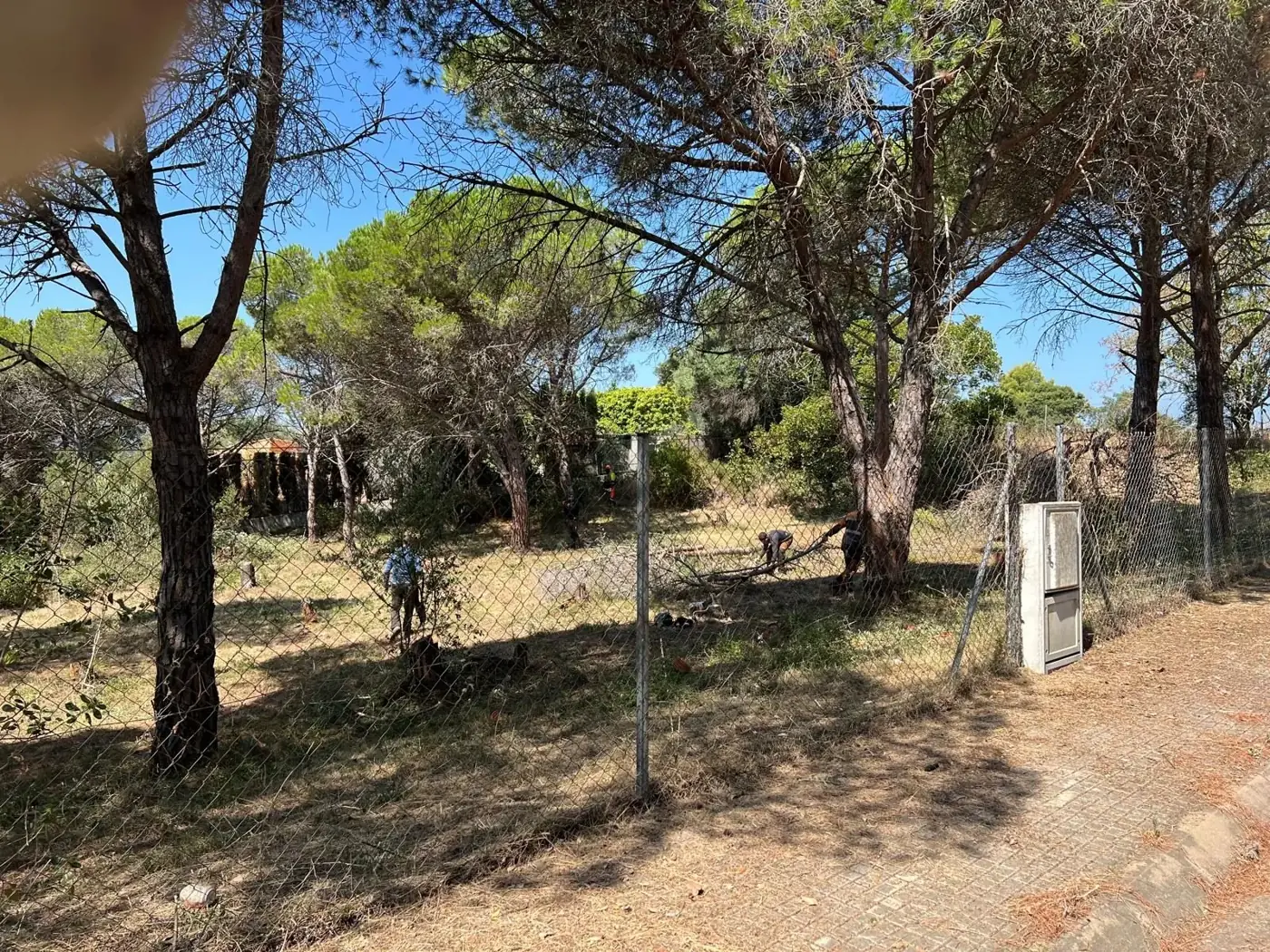 Equipo retirando ramas y restos vegetales durante la limpieza de una finca en Sant Antoni de Calonge