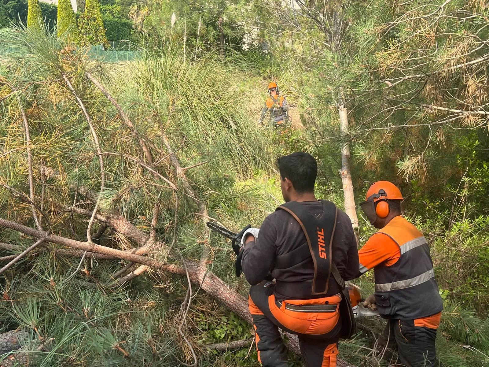 Neteja forestal de terreny a Blanes