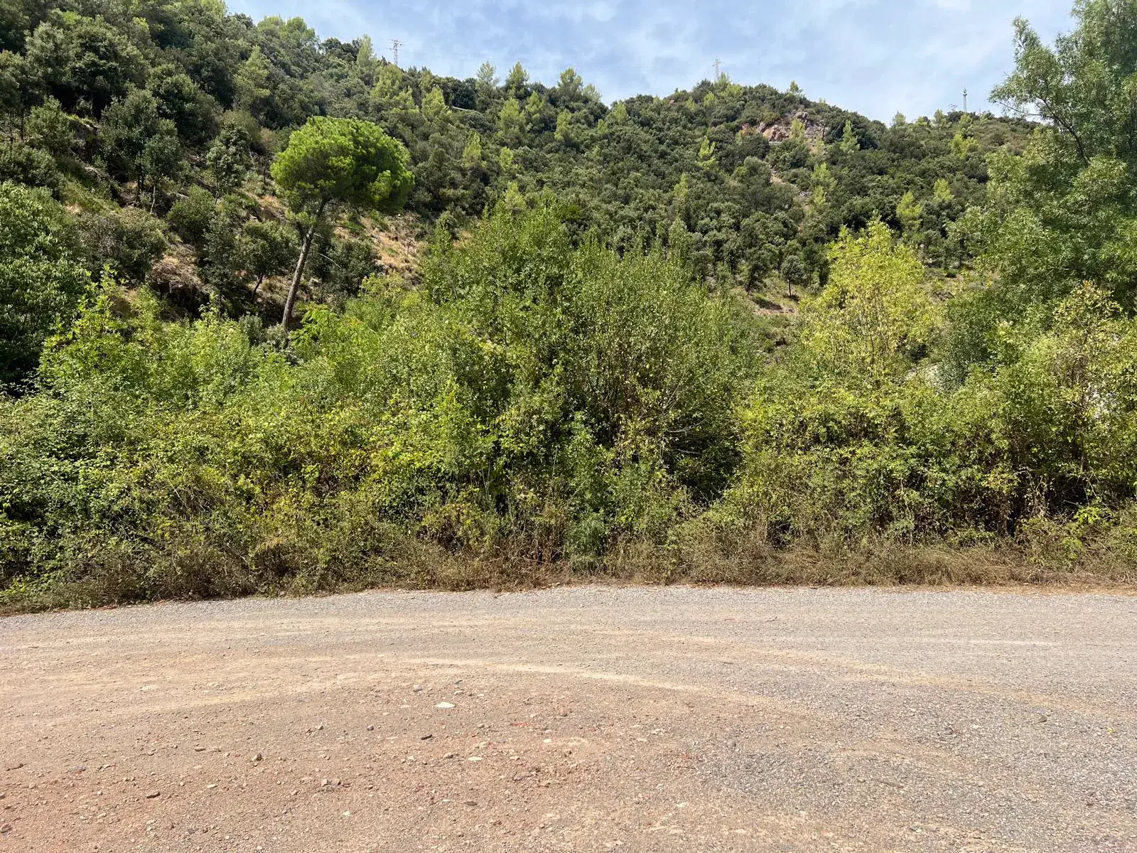 Vegetación y zarzas cerrando el terreno antes del desbroce en Figaró-Montmany