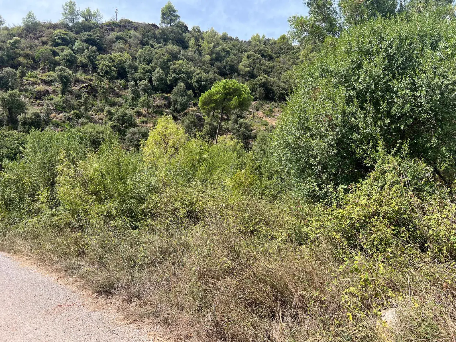 Zarzas enredadas entre los árboles antes de la limpieza del terreno en Figaró-Montmany