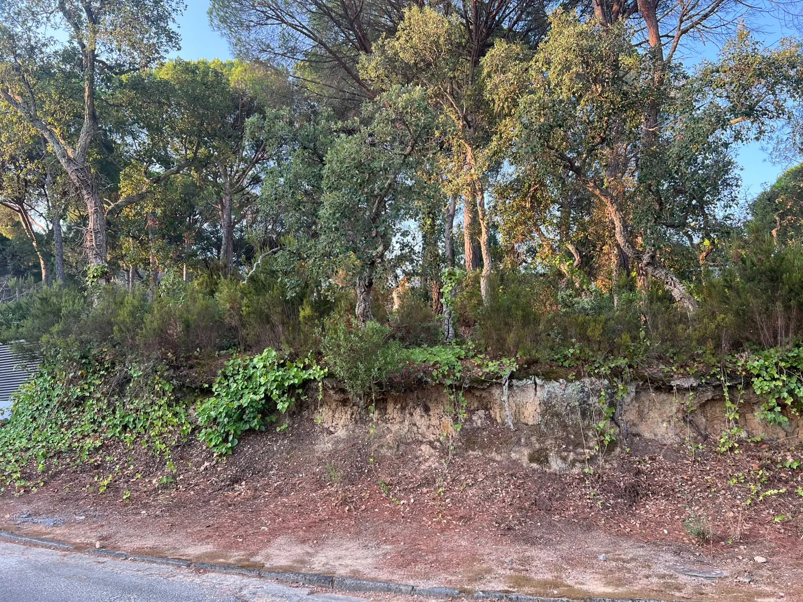 Parcela con vegetación acumulada en Golf Costa Brava antes de los trabajos de desbroce