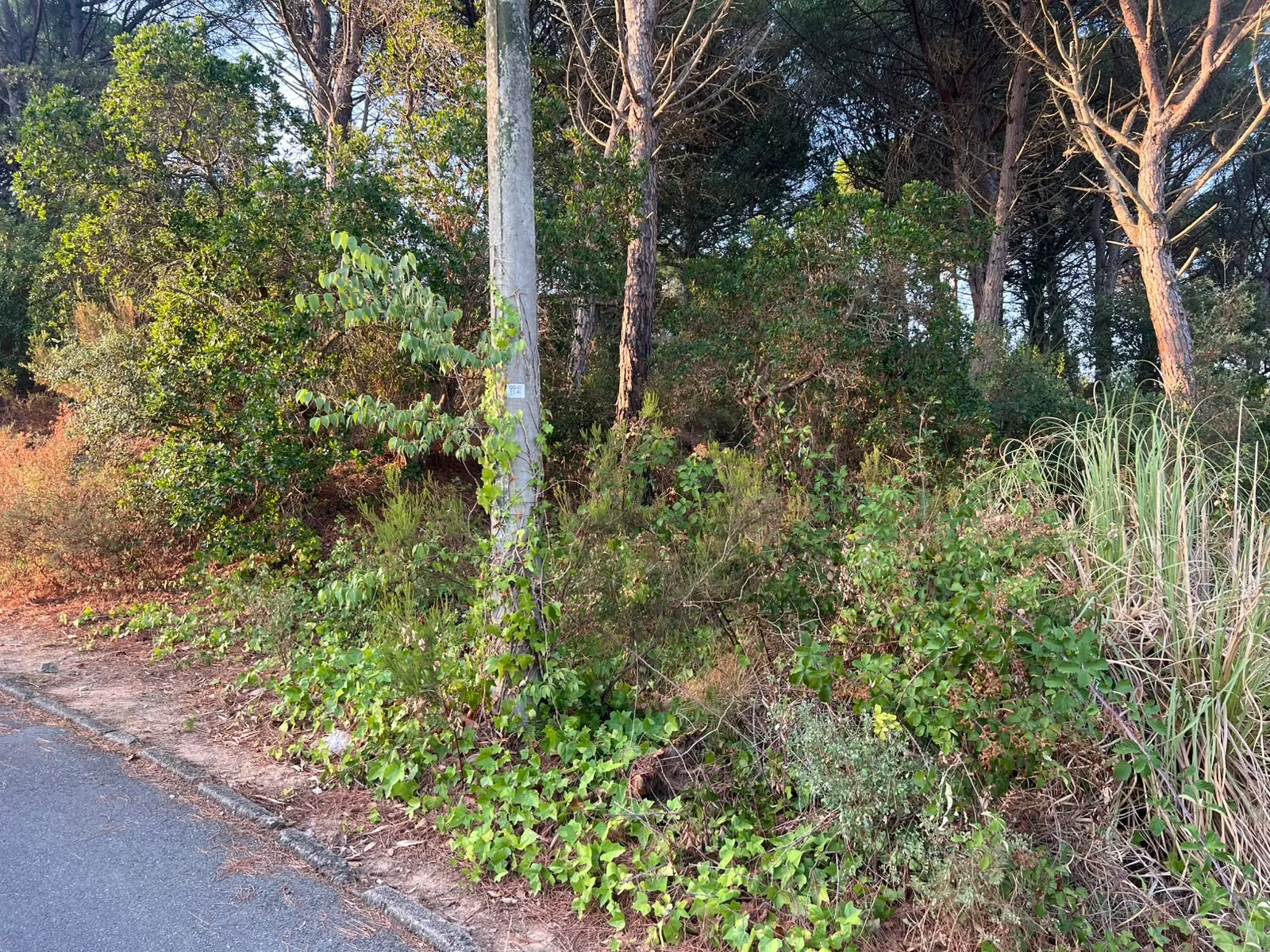 Estado inicial del sotobosque en una parcela de Santa Cristina d’Aro