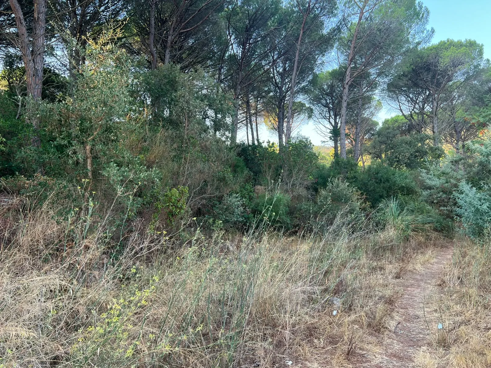 Terreno arbolado en Golf Costa Brava durante la valoración previa a la limpieza