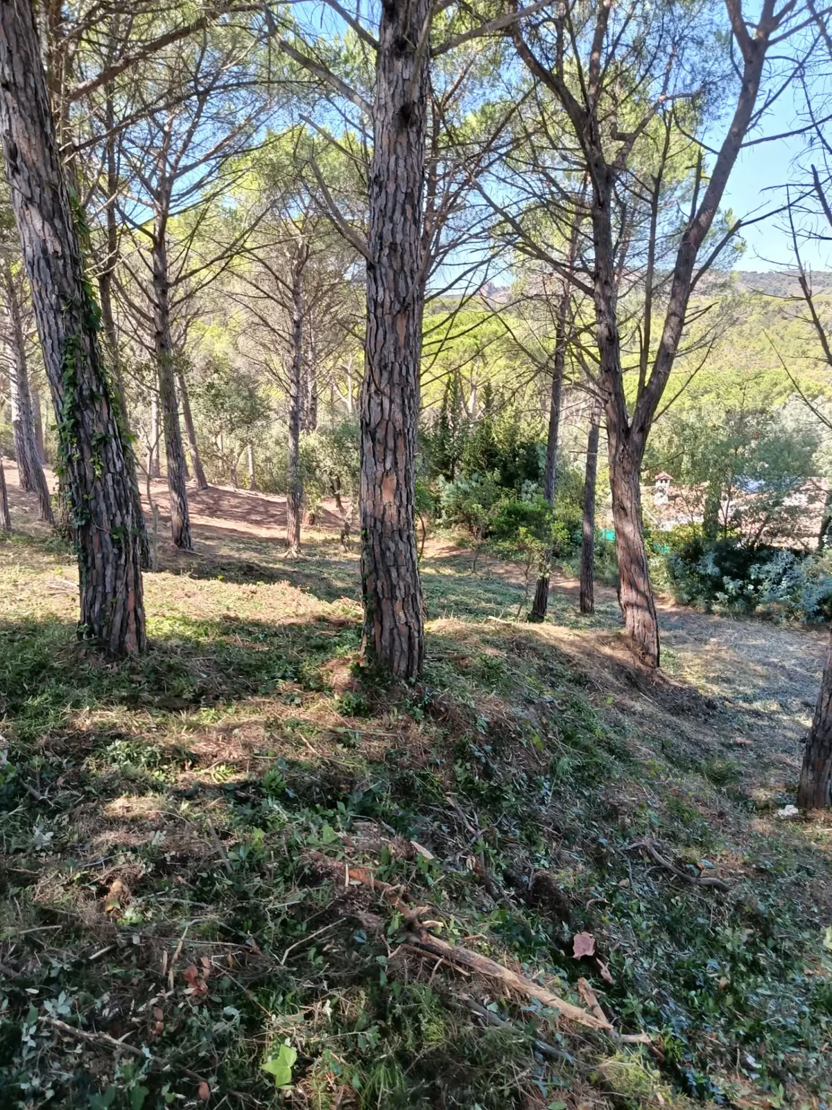 Resultado del desbroce de una parcela en Golf Costa Brava