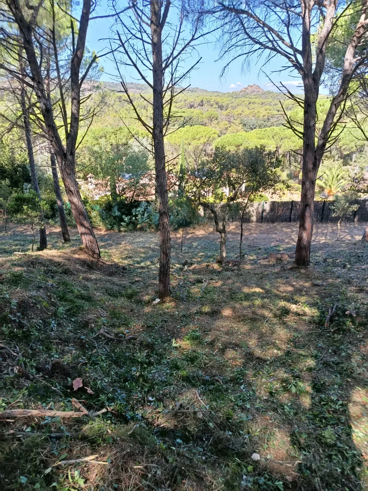 Terreno despejado después de reducir el sotobosque en Santa Cristina d’Aro