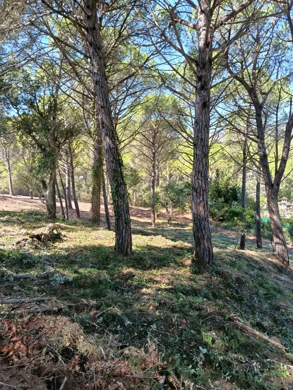 Parcela después de la limpieza manteniendo el arbolado existente
