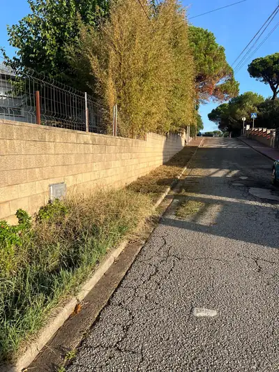 Hierbas entre un muro y la calzada en Royal Park, Gualba