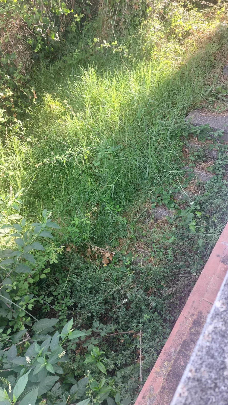 Jardinera assilvestrada amb herba alta al costat d'un paviment de la comunitat