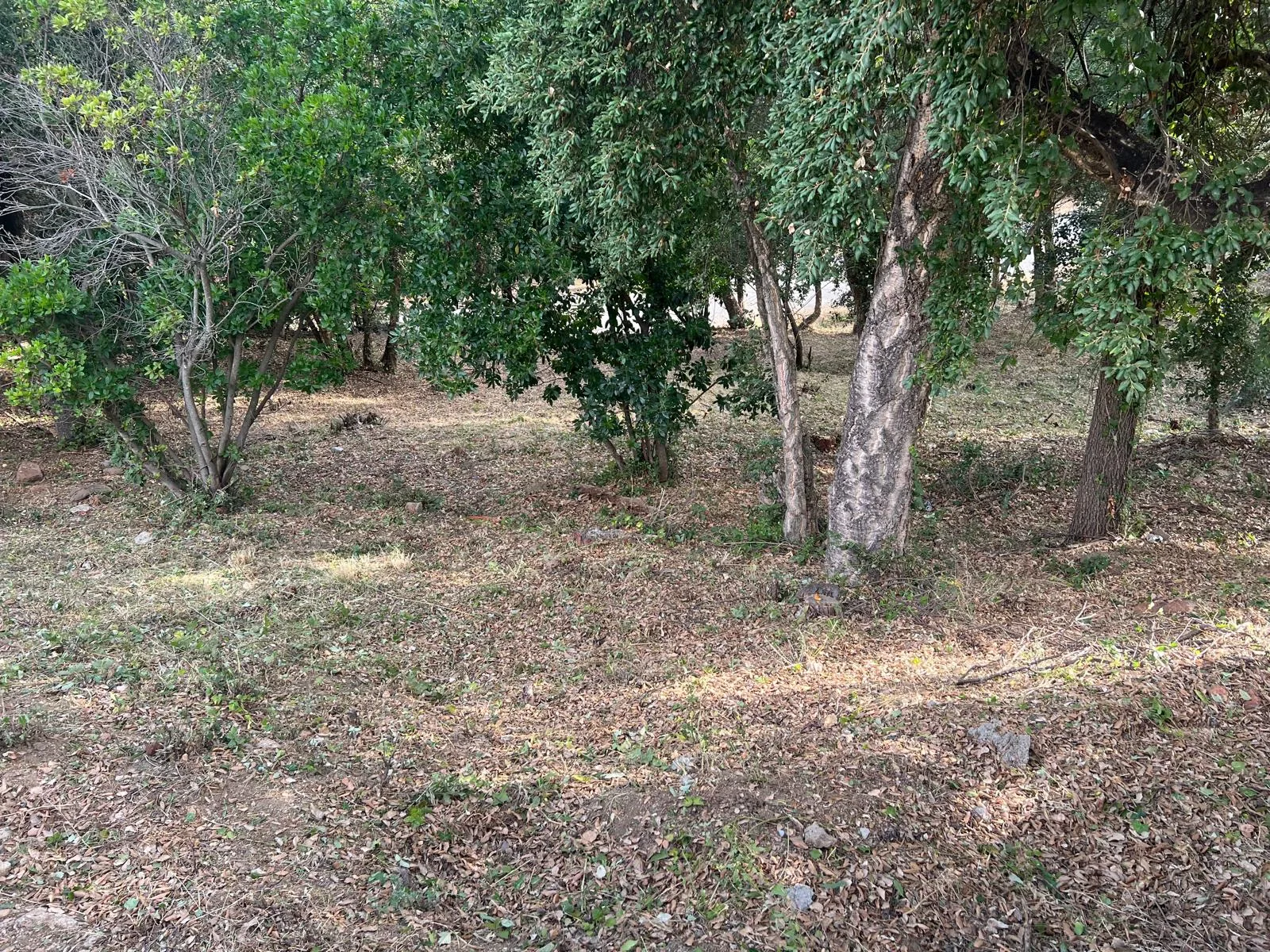 Encinas conservadas y suelo limpio en Cañada Park (Vallgorguina) tras el mantenimiento anual