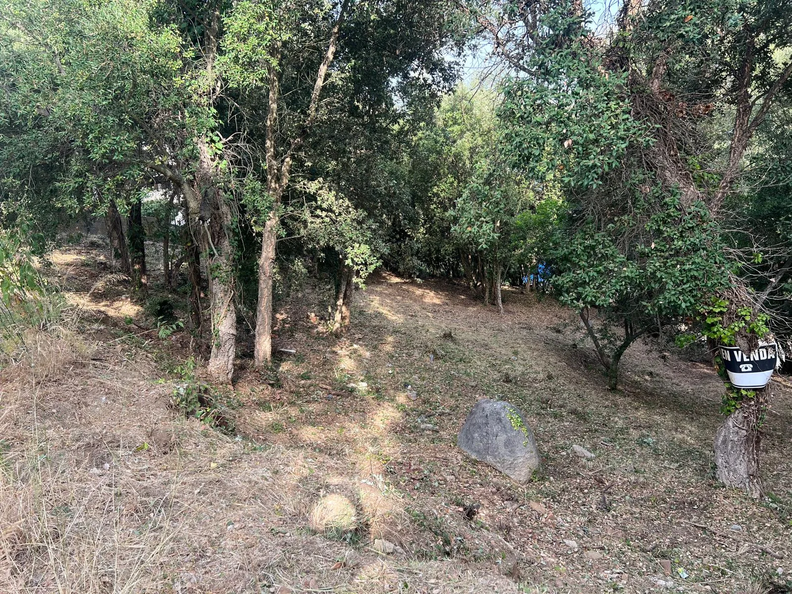 Arbolado limpio y sotobosque desbrozado en Cañada Park (Vallgorguina) tras el mantenimiento anual