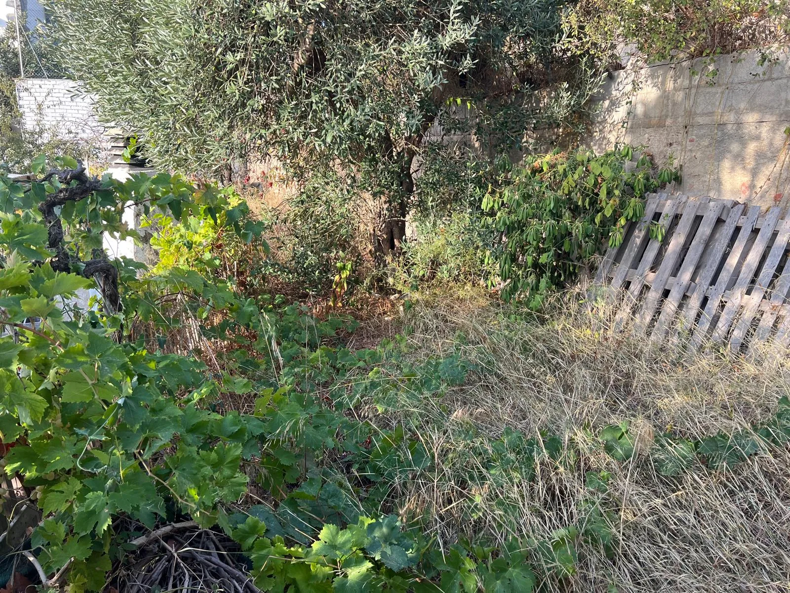 Trabajo de desbroce en una zona con árboles y vegetación que debe conservarse